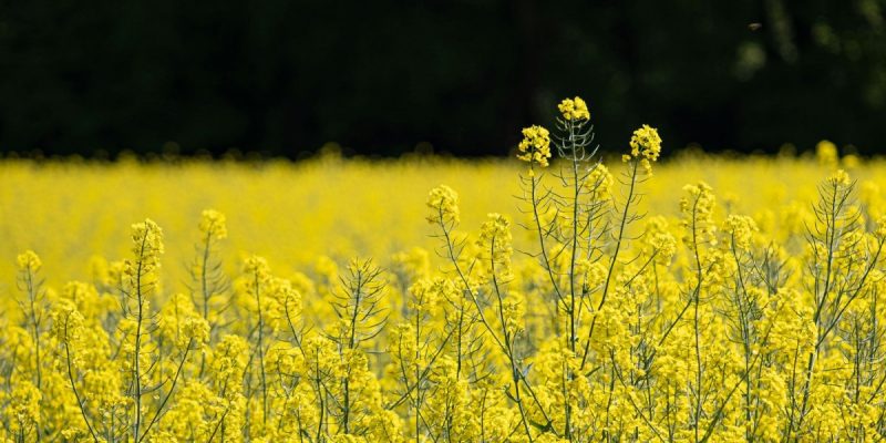 Of Magic Beans and Modified Mustard: How GMOs Will Destroy Indian Agriculture and Impact Health