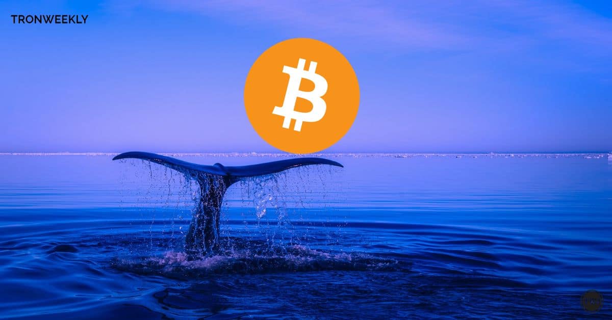 Bitcoin Whale Dynamics: Mixed Signals Amidst Bullish Accumulation