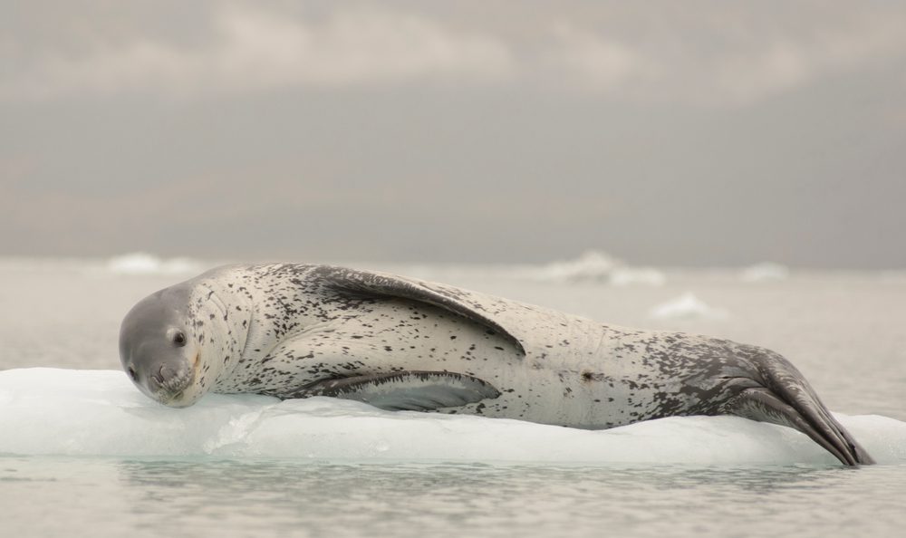 Are Leopard Seals as Dangerous as You Think?