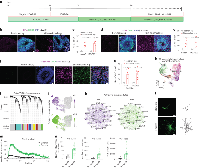 Morphological diversification and functional maturation of human astrocytes in glia-enriched cortical organoid transplanted in mouse brain