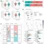 Prognostic significance of senescence-related tumor microenvironment genes in head and neck squamous cell carcinoma