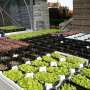 Microgreens made to order: Scientists tailor iodine and potassium content of radishes, peas, arugula and chard