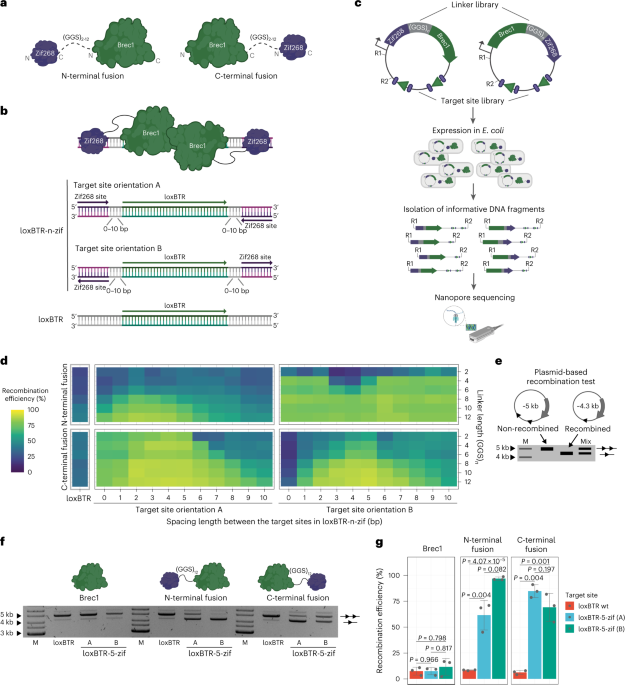 Activation of recombinases at specific DNA loci by zinc-finger domain insertions