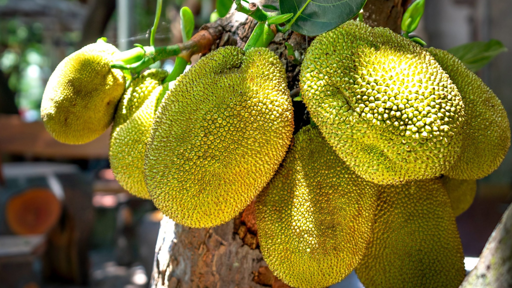 5 health benefits of jackfruit