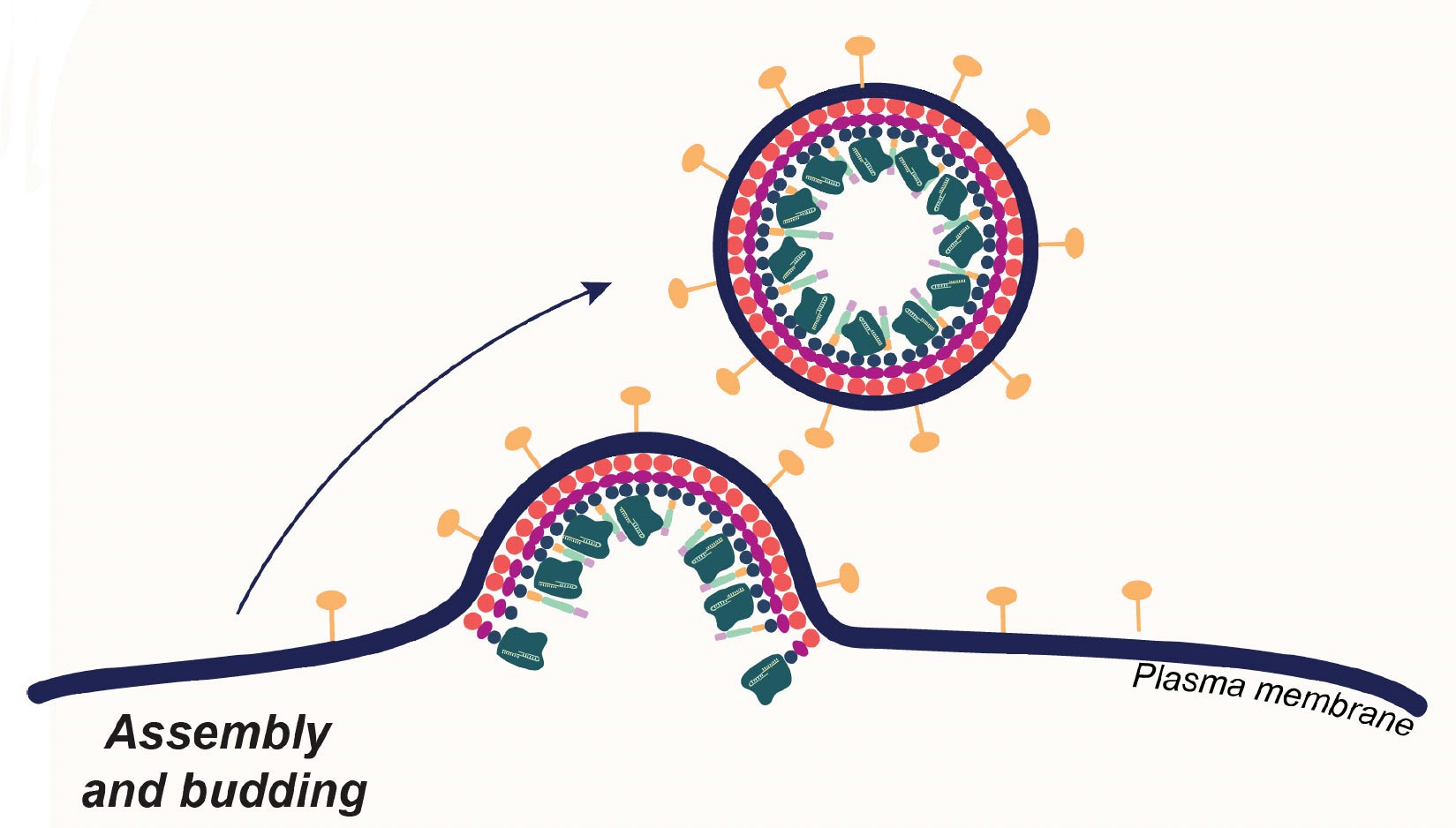 CRISPR Takes a Giant Leap Forward in Live Animal Gene Editing