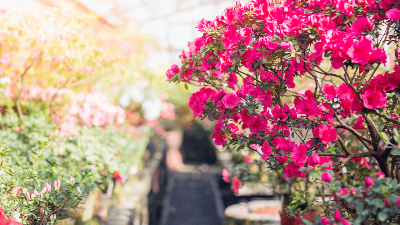 How to Start a Flower Farm