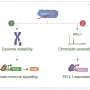 A one-molecule immune evasion system: New discovery could land one-two punch against cancer