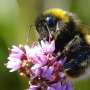 Silent fields: A cocktail of pesticides is stunting bumblebee colonies across Europe