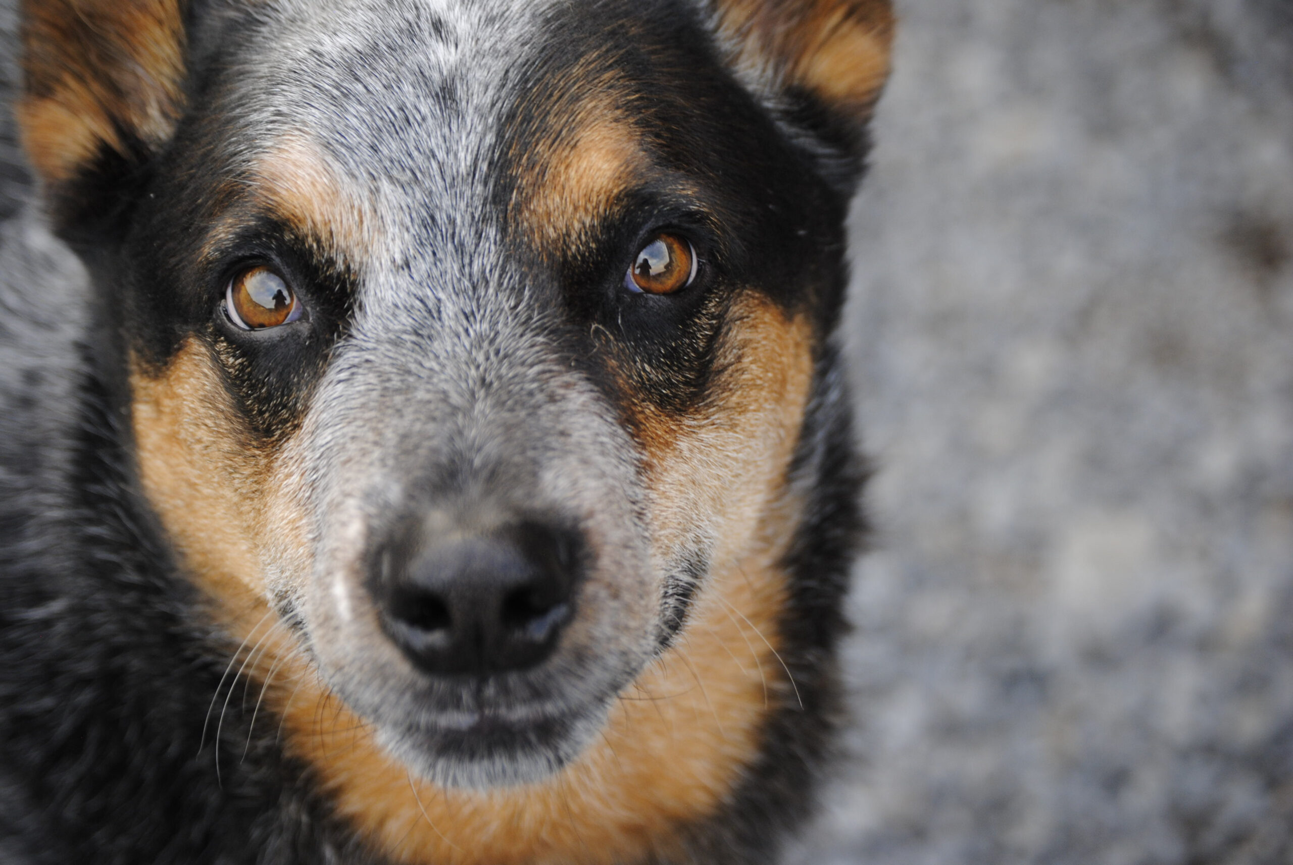 Stray Dog Has the Zoomies After Just 2 Days in Rescuer’s Home