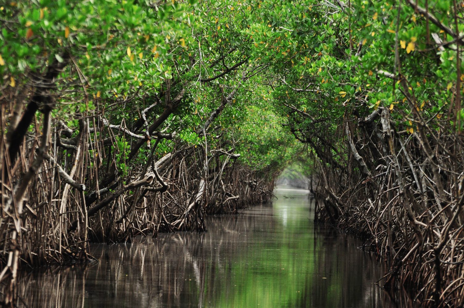 Climate change is making it harder for trees to ‘breathe’