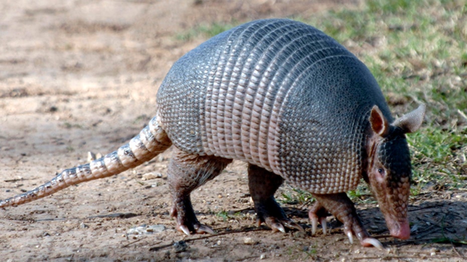 Texas takes a twist on Groundhog Day, using own mascot, ‘Bee Cave Bob’ to predict the weather