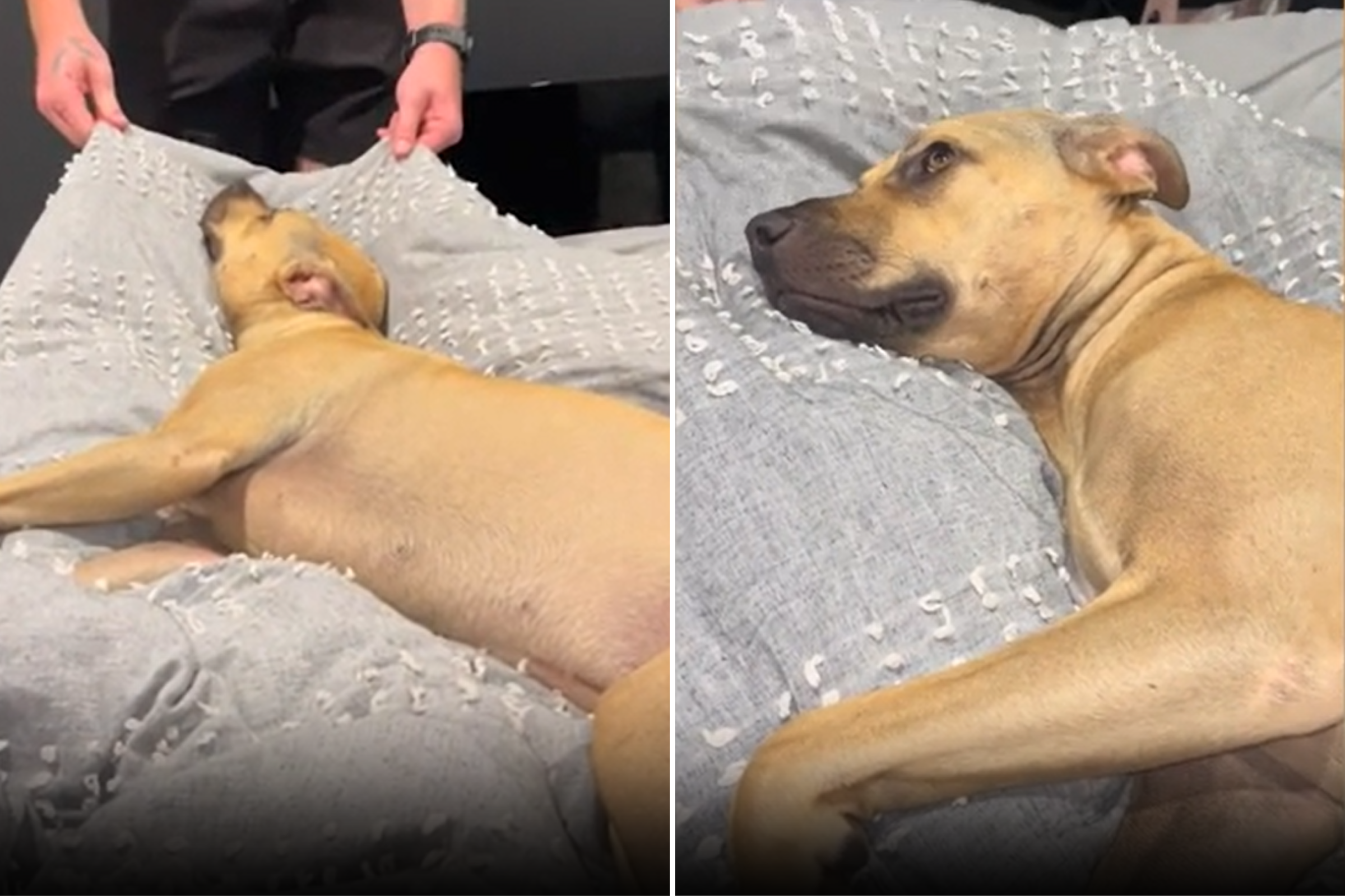 Rescue Dog Has Relatable Reaction to Getting Out of Bed: ‘No Thanks’