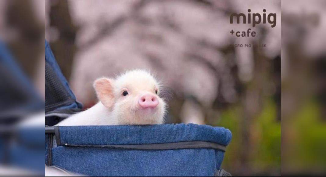 Japan’s latest Mipig Cafe lets customers cuddle and spend time with pigs