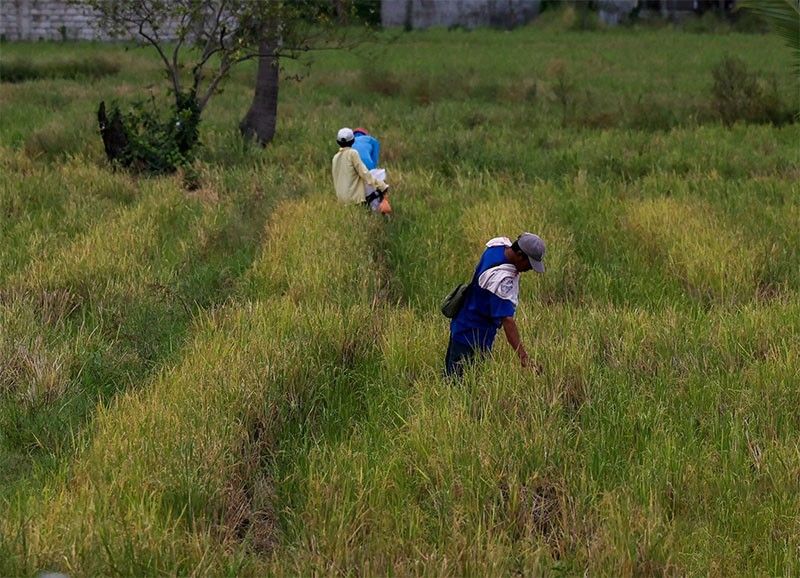 Philippines rice sufficiency in 2028 dubious – group