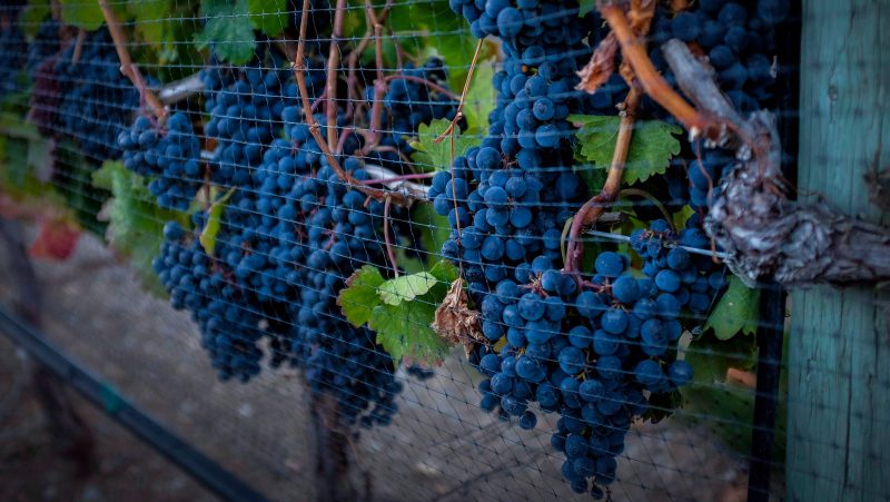 B.C. government stepping in on wine dispute with Alberta