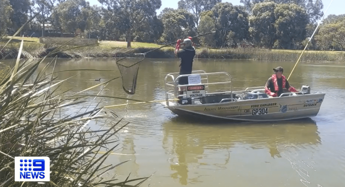 ‘Monster’ goldfish caught in suburban lake shatters record…