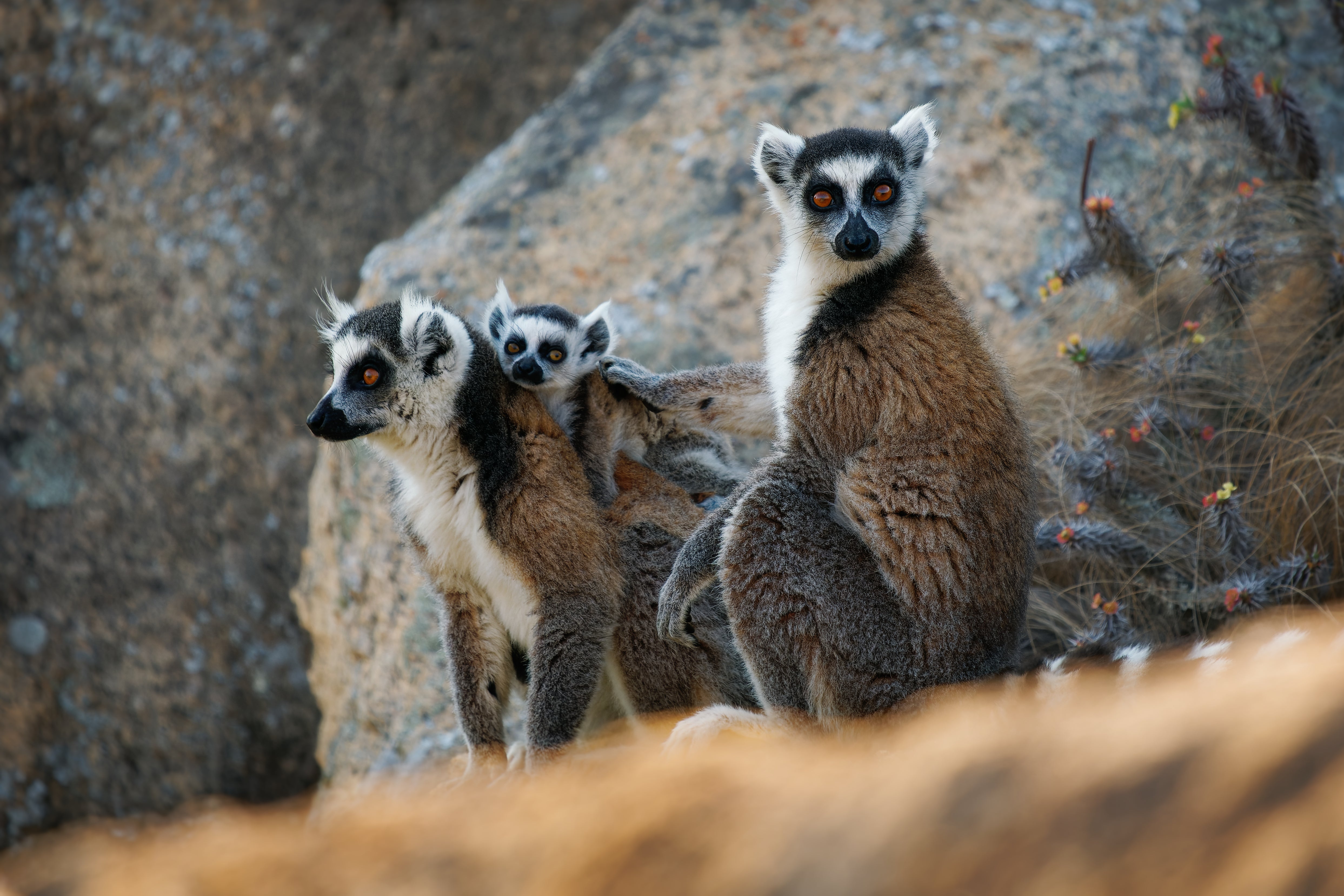 Females Dominate Males in Many Primate Species