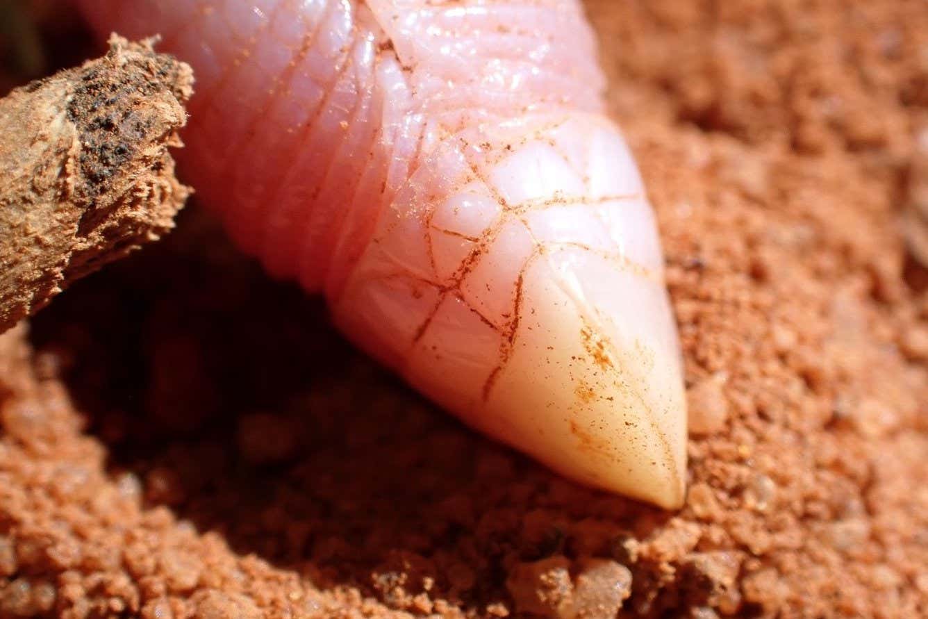 Bizarre worm lizard not seen for 90 years found by landmine removers