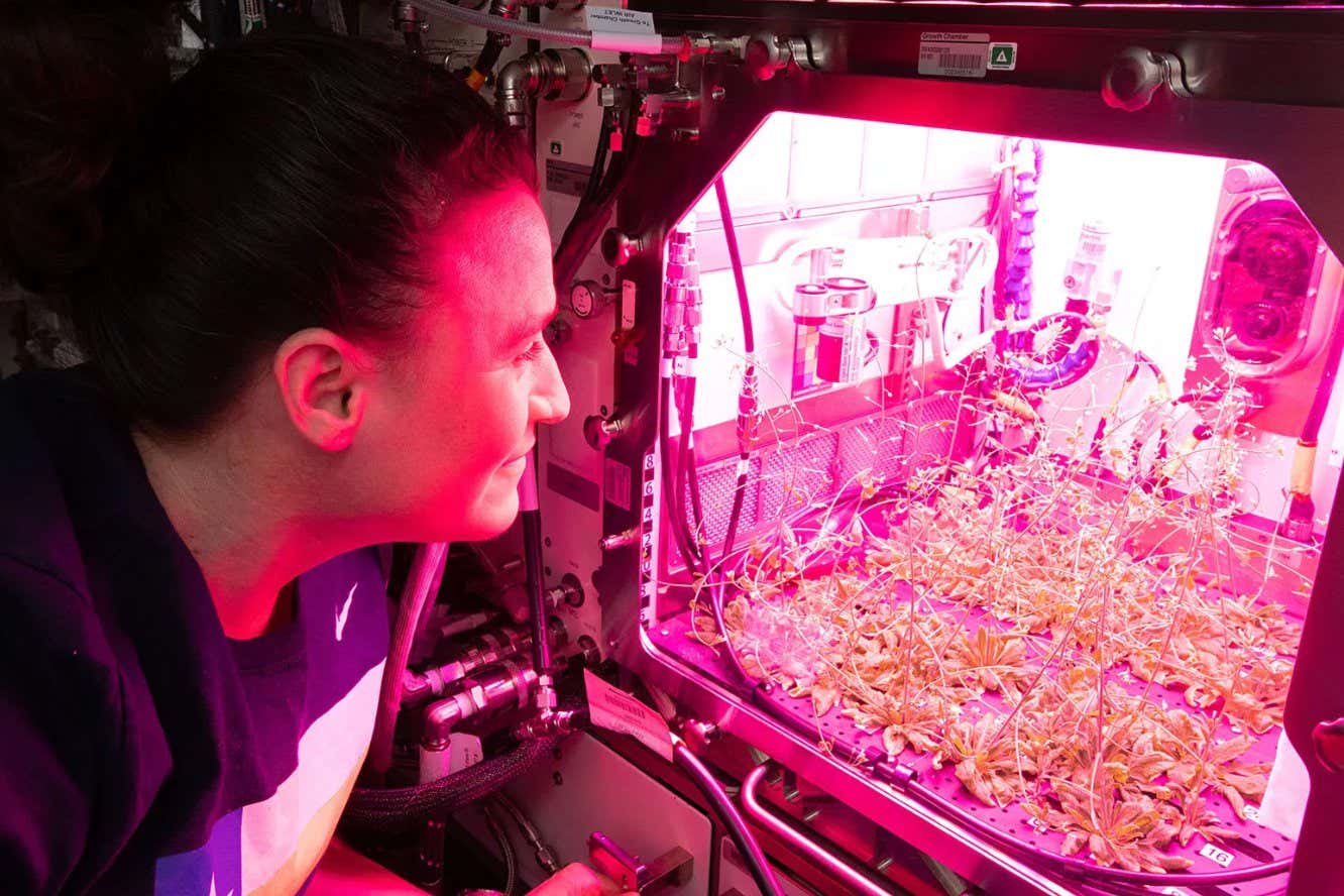 Why it takes so much work to grow plants in space