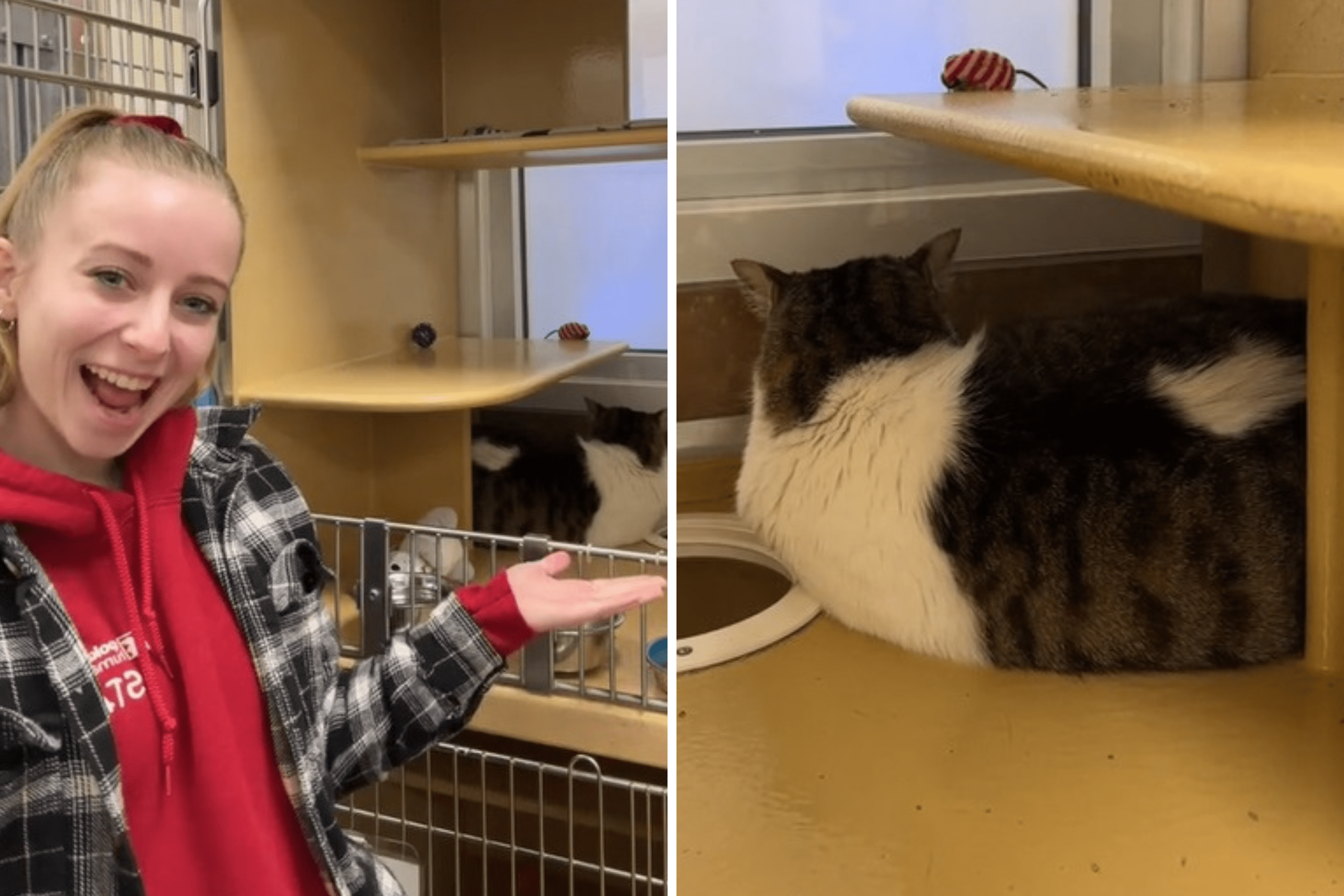 Shelter Worker Tries To Entice Adopters for Cat Who ‘Couldn’t Care Less’