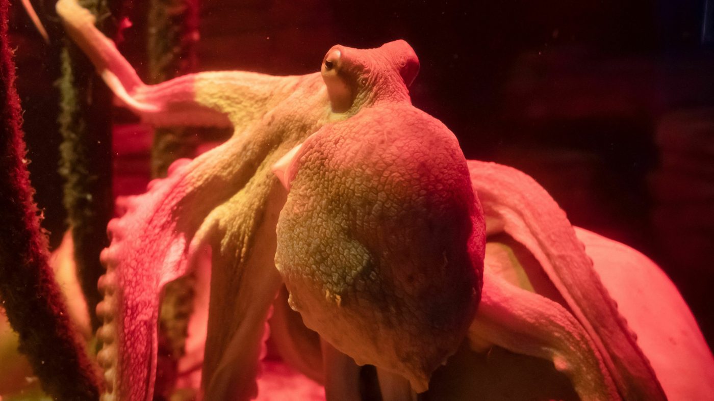 A seafood firm wants to farm octopus. Activists say they’re too smart for that