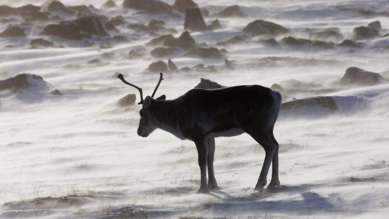 Delayed Alberta report shows little caribou progress despite federal deal