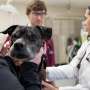 Innovative screening can detect ‘cancer fingerprint’ in dogs