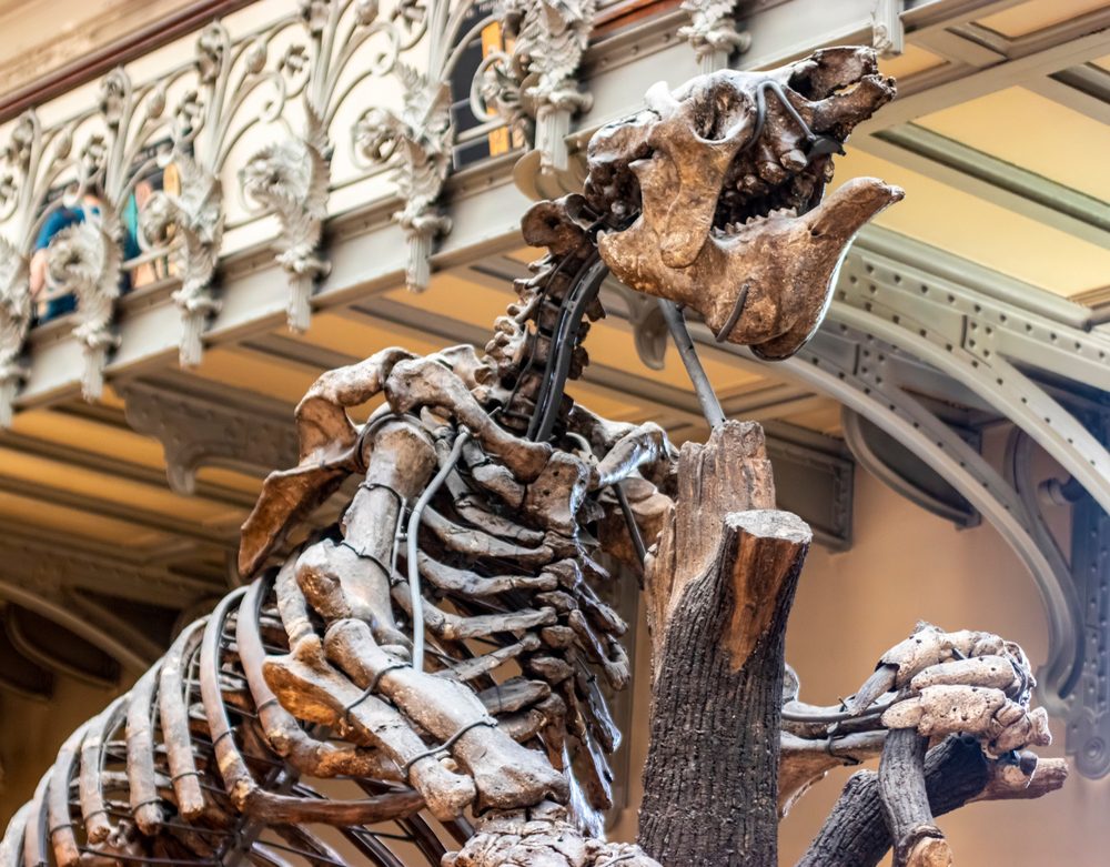 Weighing Over 2,000 Pounds, Giant Ground Sloths Once Roamed the Americas