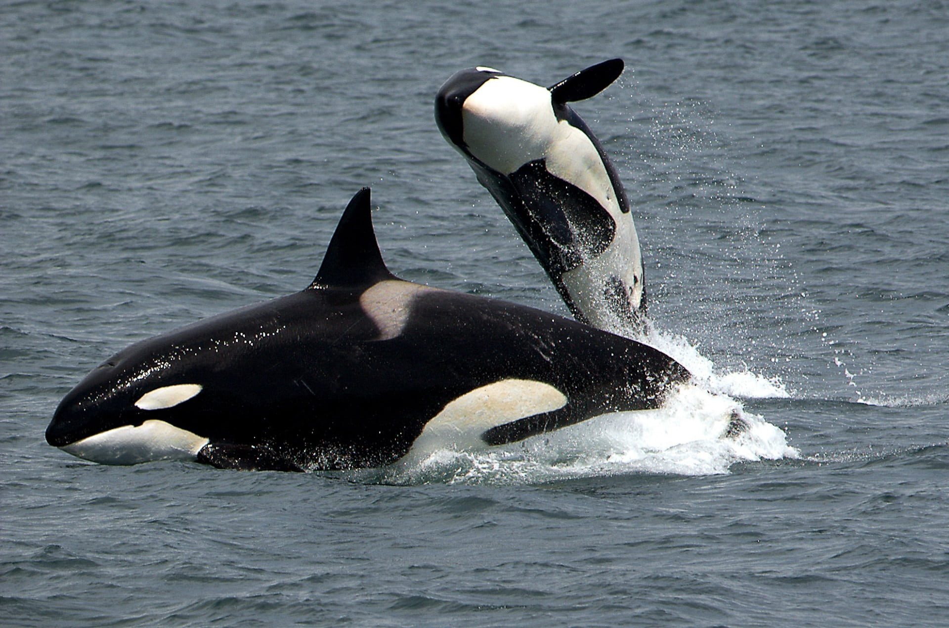 Orcas Struggling To Breathe After Getting Stuck In Ice Sheets Luckily Manage To Escape