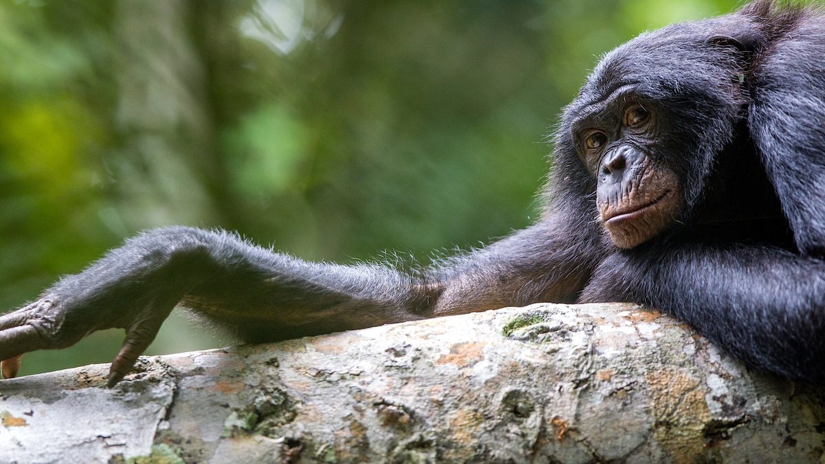 Meet some of the fiercest queens of the animal kingdom