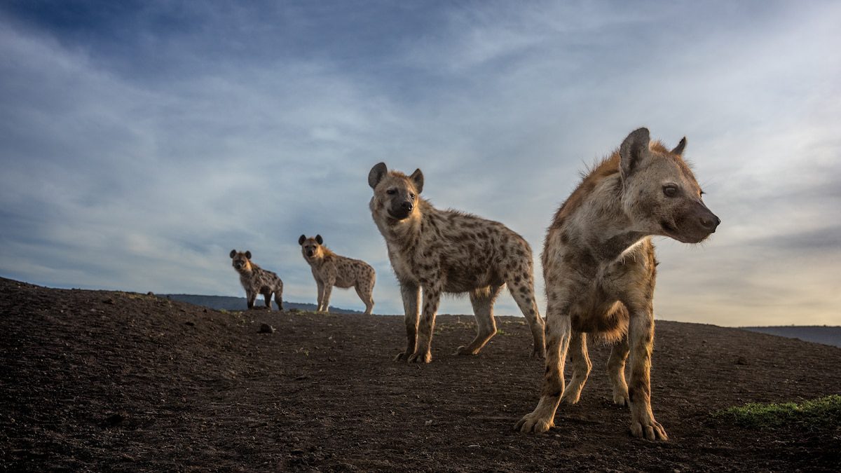 Love them or hate them, hyenas are getting the last laugh