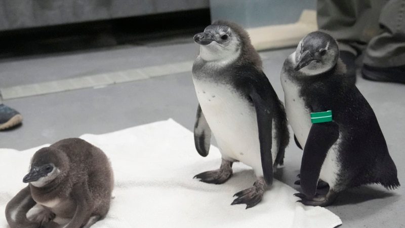 10 African Penguin Chicks Hatch at San Francisco Museum