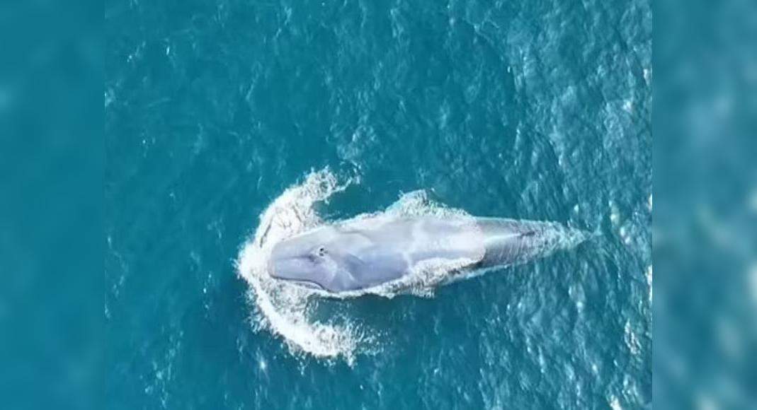 World’s rarest all-white Omura’s whale spotted off the coast of Thailand