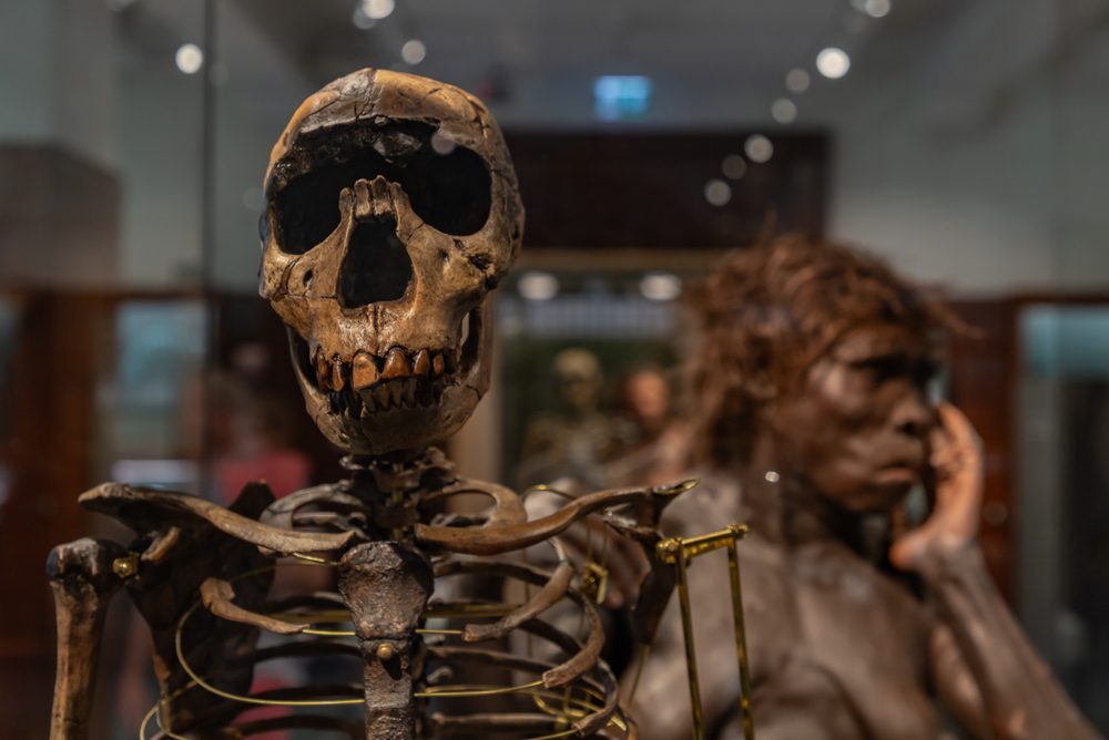 How the Skeletons of Our Prehistoric Ancestors Evolved to Modern Human Frames