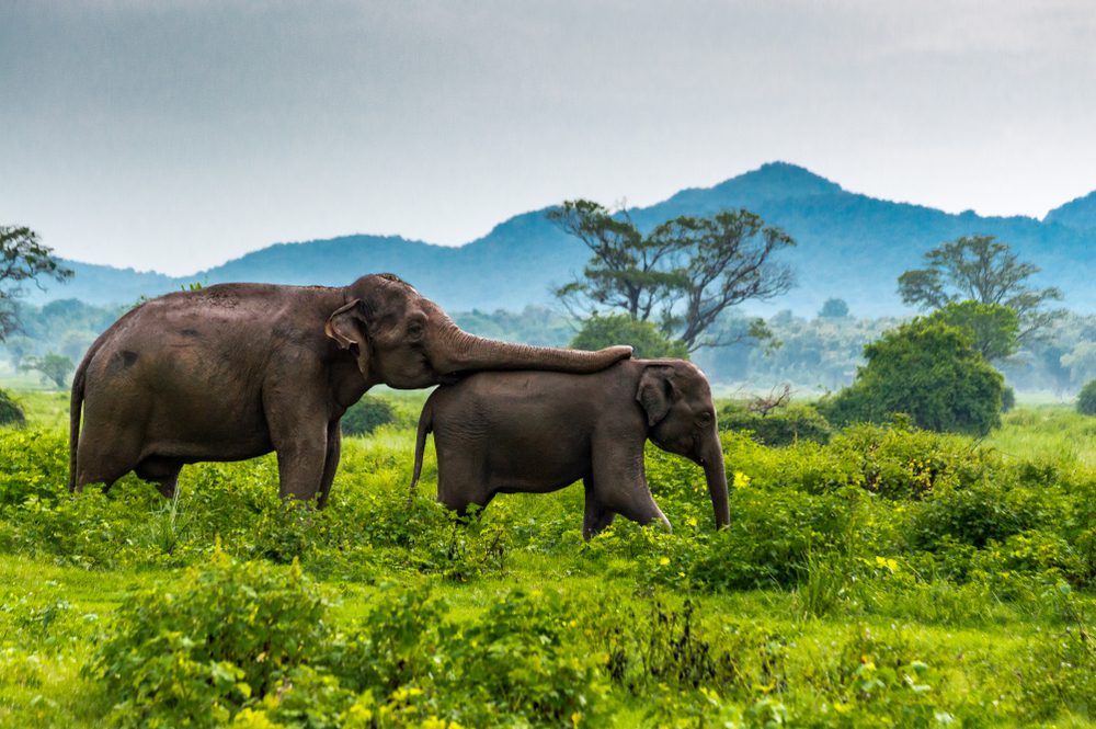 A Massive Elephant Could be More Empathetic Than a Human