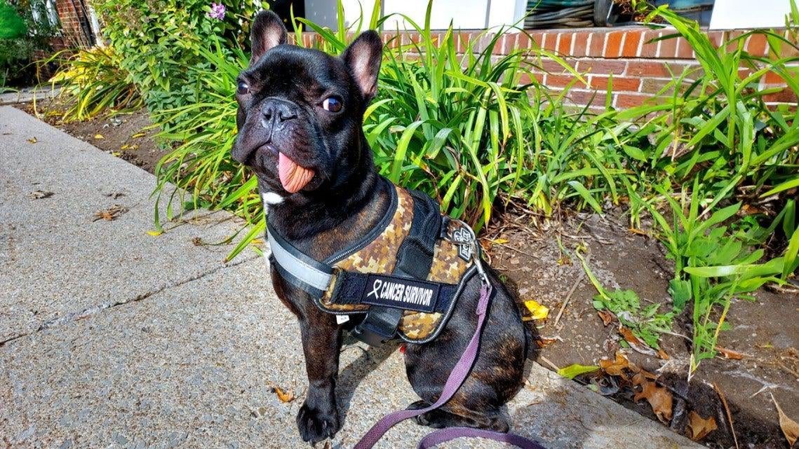 In a Medical First, a French Bulldog Puppy Spontaneously Regrew His Lower Jaw