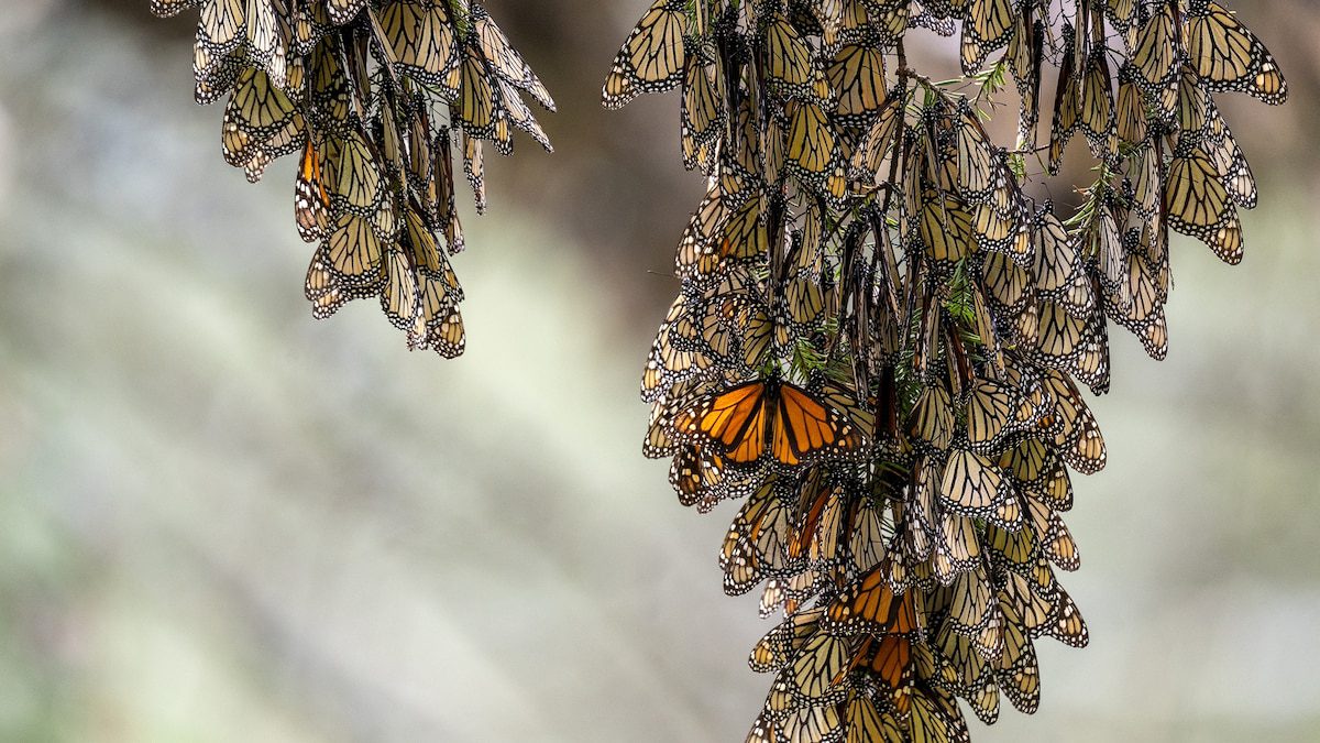 Migratory monarch numbers take a dive—but they’ll bounce back