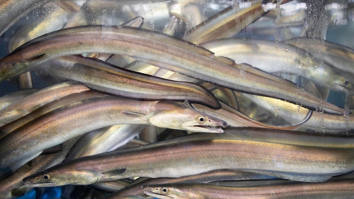 In Japan, an endangered eel was hiding in plain sight