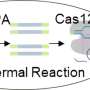 Faster mpox testing through CRISPR