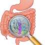 Gut microbiome: Meet Asaccharobacter celatus—the brain health bug