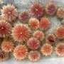 Increased rainfall threatens UK sea urchins: Study