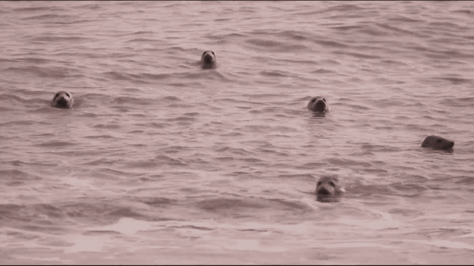 How the once threatened grey seal is thriving on UK coast