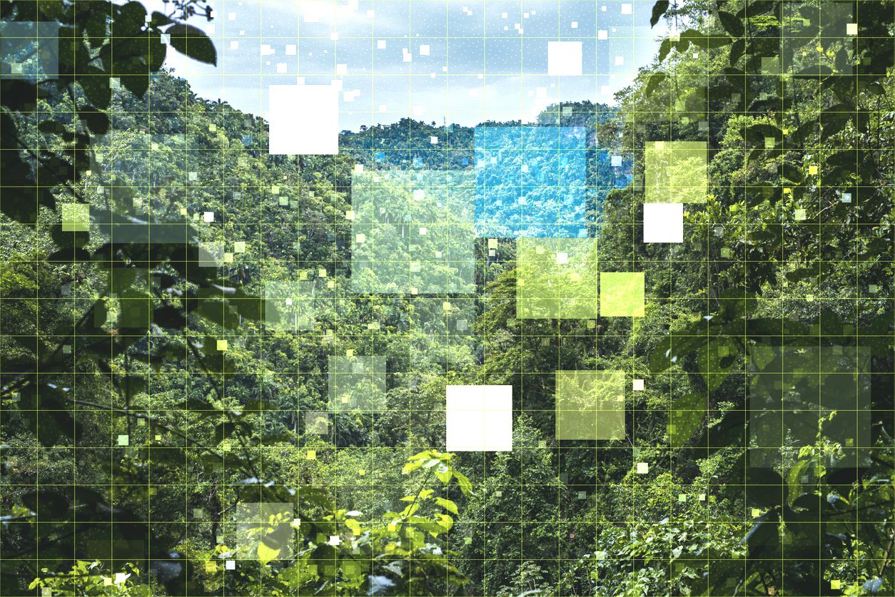 Preserving rainforests through innovation and collaboration