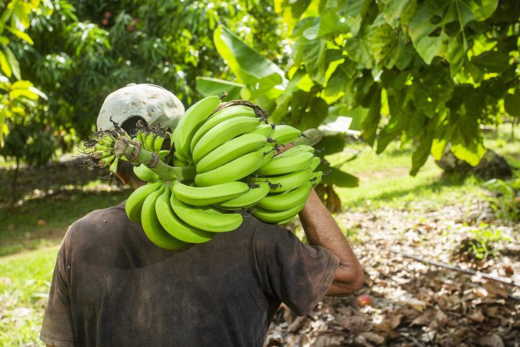 A fair day’s wage for a fair day’s work? Banana workers could earn living wage