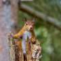 Scientists are unraveling the secrets of red and gray squirrel competition