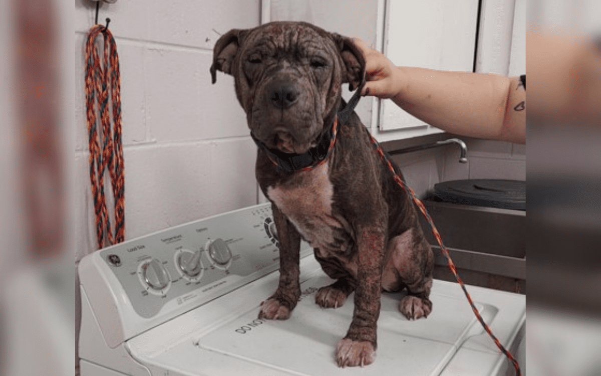 Rescue Dog Left in Such Bad Shape Staff at Shelter Couldn’t Tell Her Breed