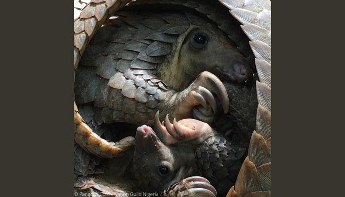 PCGN to hold conference to mark 2024 World Pangolin Day in Ibadan