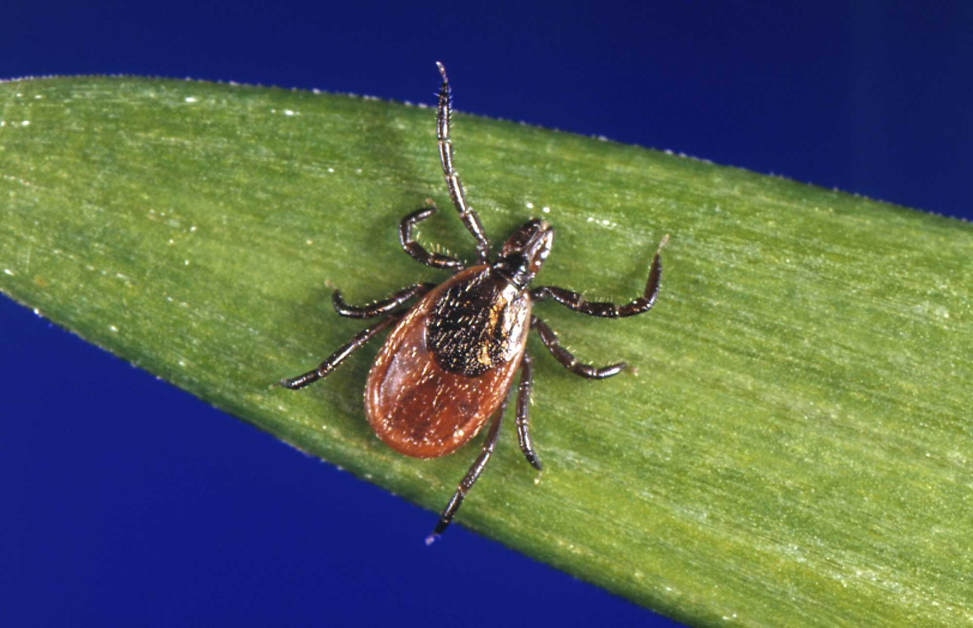 Lyme Disease Cases Rose By Almost 70% in the U.S.