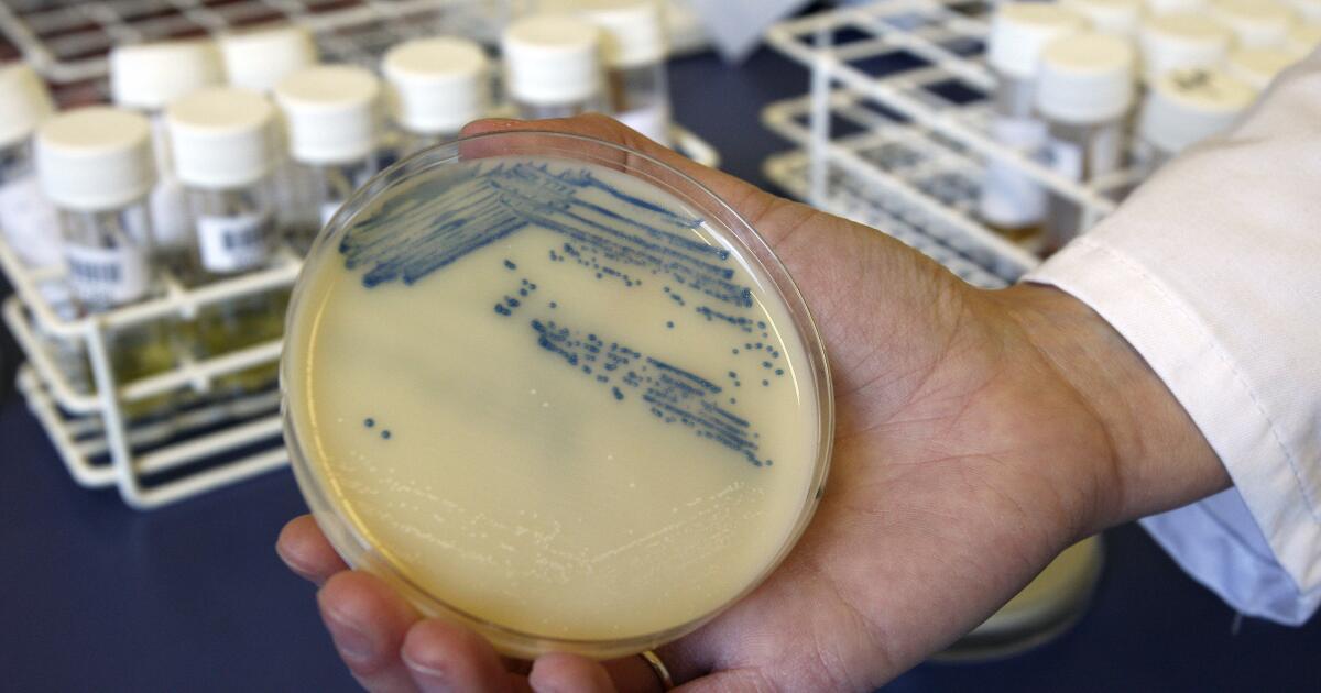 Could a single synthetic molecule outsmart a variety of drug-resistant bacteria?