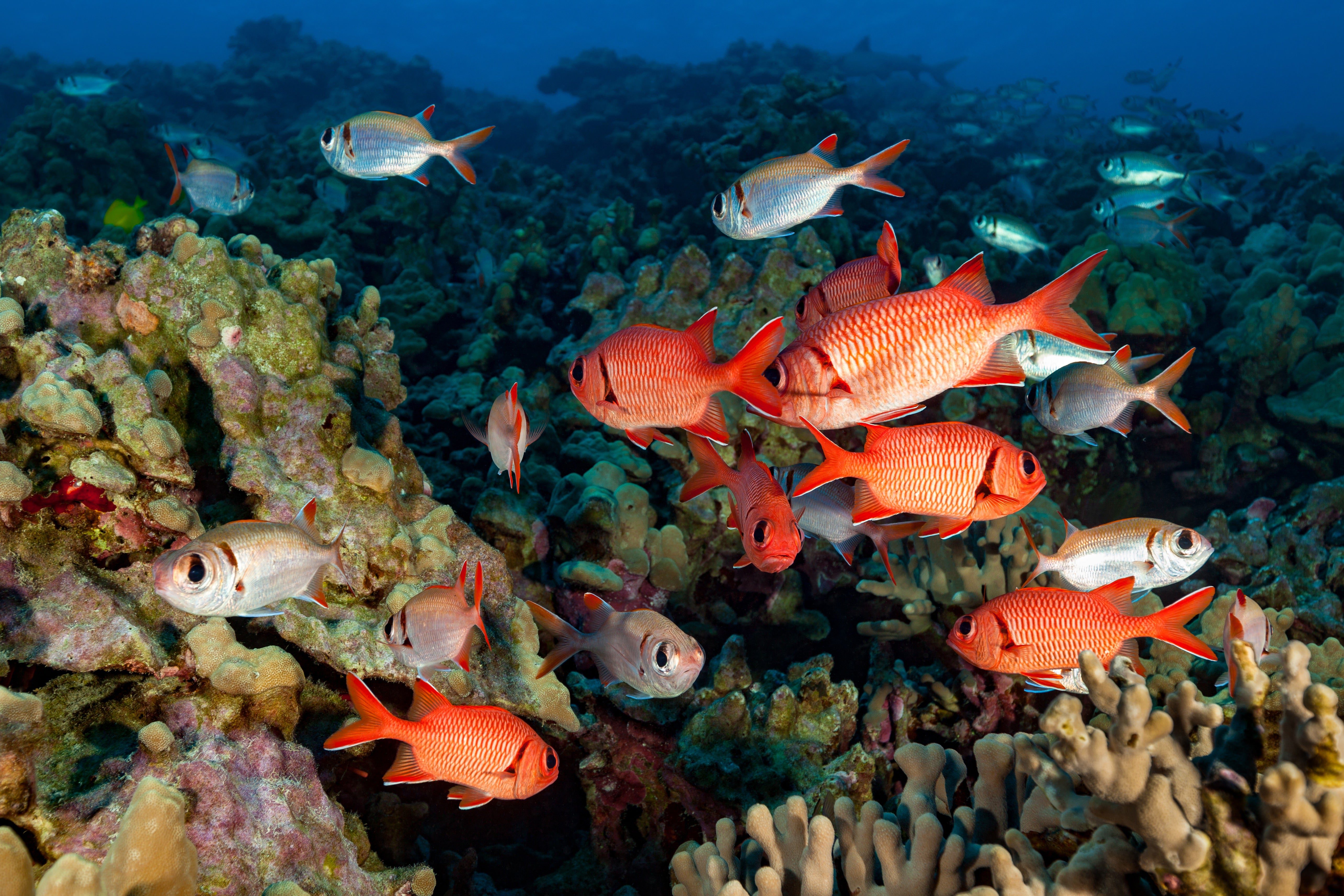 Hawaii’s Coral Ecosystems Are the Latest Reefs to Be Insured against Extreme Storms